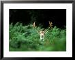 Fallow Deer, Buck, Uk by David Tipling Limited Edition Print