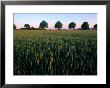 Field With A Line Of Trees In The Background by Sisse Brimberg Limited Edition Print