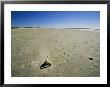 View Along The Beach Of Shells Left By The Tide by Stephen Alvarez Limited Edition Print