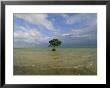 Lone Mangrove Tree Standing In The Surf by Skip Brown Limited Edition Pricing Art Print