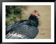 A Captive California Condor by Roy Toft Limited Edition Print