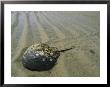 Horseshoe Crab Encrusted With Barnacles And Jingle Shells On Beach by Darlyne A. Murawski Limited Edition Print