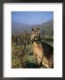 Eastern Grey Kangaroo, New South Wales, Australia, Pacific by Jochen Schlenker Limited Edition Print