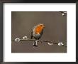 Robin, Perched On Pussy Willow, Uk by Mark Hamblin Limited Edition Print