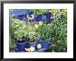Herbs In Painted Pots by Lynne Brotchie Limited Edition Print