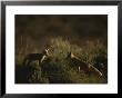 Red Fox Kits, Red Rocks National Wildlife Refuge, Montana by Raymond Gehman Limited Edition Print