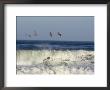 Four Brown Pelicans Flying Above The Surf, California by Rich Reid Limited Edition Print