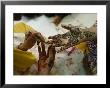 Muscat's Best Henna Artist Paints Designs On The Hands Of A Bride, Oman by James L. Stanfield Limited Edition Print