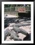 St. Augustine Alligator Farm Zoological Park by Stephen Saks Limited Edition Pricing Art Print