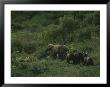 A Female Grizzly Bear Leads Her Cubs Through A Lush Landscape by Karen Kasmauski Limited Edition Print