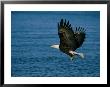 An American Bald Eagle Grabs A Fish On The Fly by Paul Nicklen Limited Edition Print