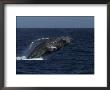 A Breaching Humpback Whale In The Sea Of Cortez by Ralph Lee Hopkins Limited Edition Print