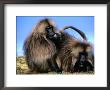 Gelada Baboons (Theropithecus Gelada) Grooming, Simien Mountains National Park, Ethiopia by Frances Linzee Gordon Limited Edition Print