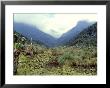 Path Across Upper Bigo Bog Towards Maln Mts, Rwenzori Mountains, Uganda by Michael Brown Limited Edition Print