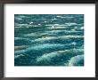 A Pod Of Beluga Whales Swim At The Waters Surface by Norbert Rosing Limited Edition Print