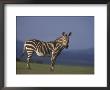 Rare Cape Mountain Zebra, South Africa by Stuart Westmoreland Limited Edition Print