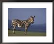 Rare Cape Mountain Zebra, South Africa by Stuart Westmoreland Limited Edition Pricing Art Print