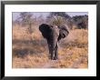 Elephant, Okavango Delta, Botswana by Gavriel Jecan Limited Edition Print
