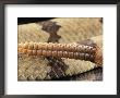 Rattle Of The Rock Rattlesnake by George Grall Limited Edition Print