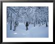 A Hiker Passes Through A Snowy Forest On A Trail by Bill Curtsinger Limited Edition Pricing Art Print