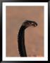 Snake Charmer's Snake, India by Chris Mellor Limited Edition Print