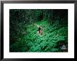 Trekker Descending Trail On Mt. Olympus From Ghiosos Apostolidhis Refuge, Petrostrouga, Greece by Mark Daffey Limited Edition Print