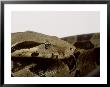 Common Boa, Boa Constrictor Imperator by Les Stocker Limited Edition Print