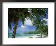 Palms On Shore, Cayman Kai Near Rum Point, Grand Cayman, Cayman Islands, West Indies by Ruth Tomlinson Limited Edition Print