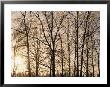 Bare Trees With Ice On Branches At Sunset, Leavenworth, Washington, Usa by John & Lisa Merrill Limited Edition Print