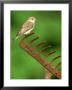 Spotted Flycatcher, Muscicapa Striata Perched On Rusty Garden Rake, Uk by Mark Hamblin Limited Edition Pricing Art Print