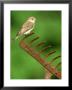 Spotted Flycatcher, Muscicapa Striata Perched On Rusty Garden Rake, Uk by Mark Hamblin Limited Edition Pricing Art Print