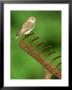 Spotted Flycatcher, Muscicapa Striata Perched On Rusty Garden Rake, Uk by Mark Hamblin Limited Edition Print