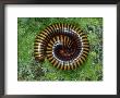 Cameroon Giant Orange Millipede by Brian Kenney Limited Edition Print