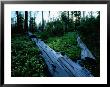 Ponderosa Pine Logs Lie In A Field Of Bear Clover by James P. Blair Limited Edition Pricing Art Print