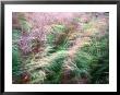 Close View Of Windblown Bluejoint Reedgrass by Raymond Gehman Limited Edition Print