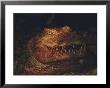 Crocodile In Motion by Chris Johns Limited Edition Pricing Art Print