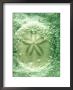 Sand Dollar, Great Barrier Reef by Oxford Scientific Limited Edition Print