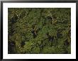 An Aerial View Of The Rain Forest In Nouabale-Ndoki National Park by Michael Nichols Limited Edition Print