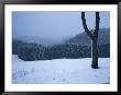 Winter Scene With The Black Forest In The Background by Taylor S. Kennedy Limited Edition Pricing Art Print
