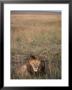An African Lion Rests On The Serengeti Plain by Jodi Cobb Limited Edition Print