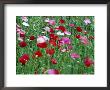 Papaver (Poppy In Wind) by Mark Bolton Limited Edition Pricing Art Print
