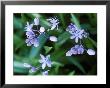 Scilla Messenaica (Squill), Close-Up Of Small Purple Lilac Flowers by Mark Bolton Limited Edition Print