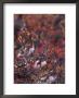 Will Ptarmigan Forage For Blueberries, Denali National Park, Alaska, Usa by Hugh Rose Limited Edition Pricing Art Print