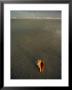 A Seashell Lies Washed Up On A Beach by Jodi Cobb Limited Edition Print