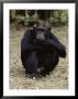 A Close-Up Of One Of The Many Chimpanzees At Gombe Stream National Park by Kenneth Love Limited Edition Print