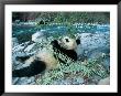 Panda Eating Bamboo By Riverbank, Wolong, Sichuan, China by Keren Su Limited Edition Print