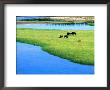 American Bison Grazing In Meadow Near Yellowstone River, Wyoming by David Tomlinson Limited Edition Pricing Art Print