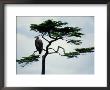 Juvenile American Bald Eagle by Raymond Gehman Limited Edition Print