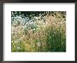 Leucanthemum Vulgare (Ox-Eye Daisies) & Wild Grasses, Wild Prairie Style Planting by Mark Bolton Limited Edition Print