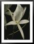 Close View Of A Delicate White Orchid Blossom by Michael Nichols Limited Edition Print